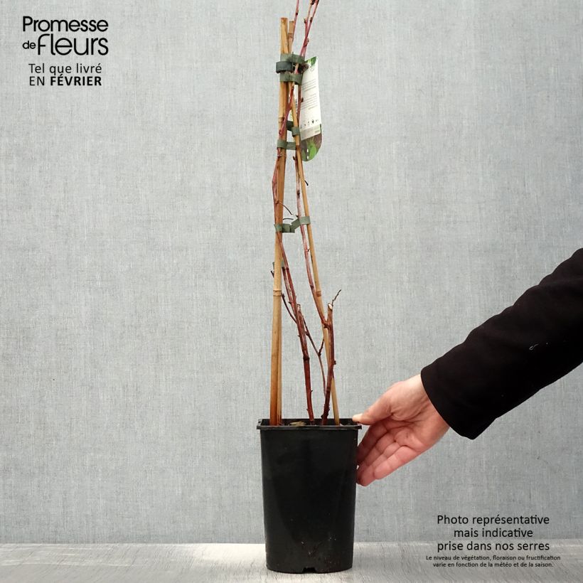 Glen Coe Raspberry 2L/3L pot sample as delivered in winter