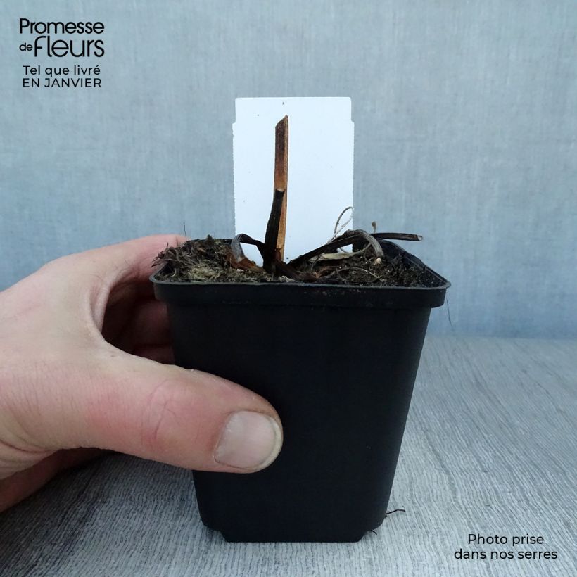 Rudbeckia fulgida Early Bird Gold 8/9 cm pot sample as delivered in winter