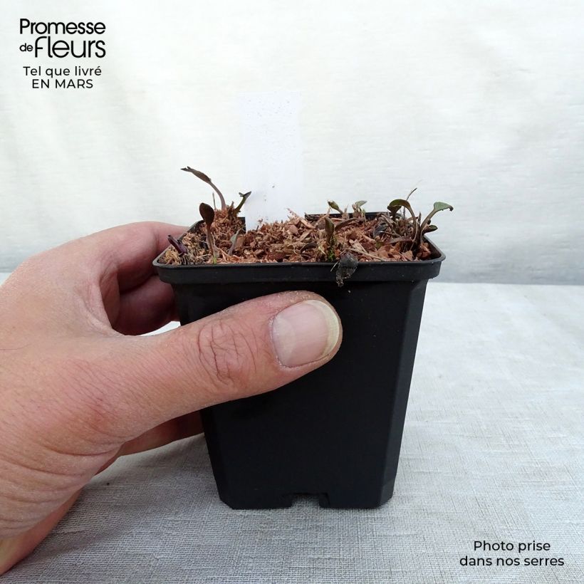 Rudbeckia fulgida Forever Gold 8/9 cm pot sample as delivered in winter