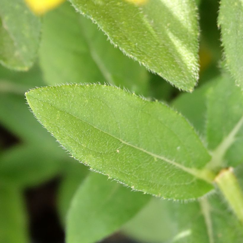 Rudbeckia hirta Sunbeckia Ophelia (Foliage)