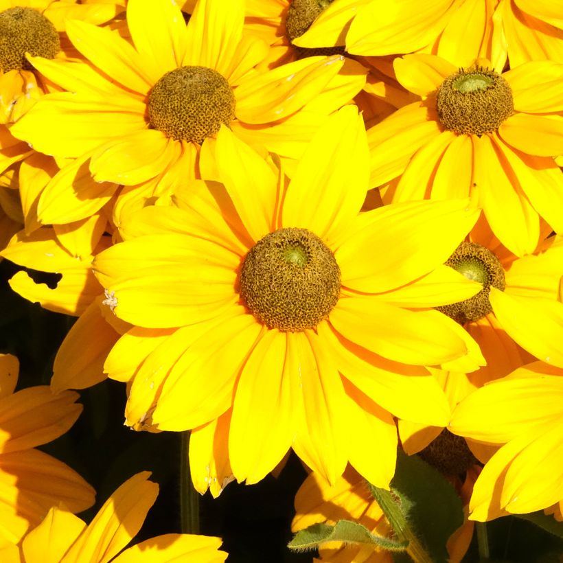 Rudbeckia hirta Sunbeckia Ophelia (Flowering)
