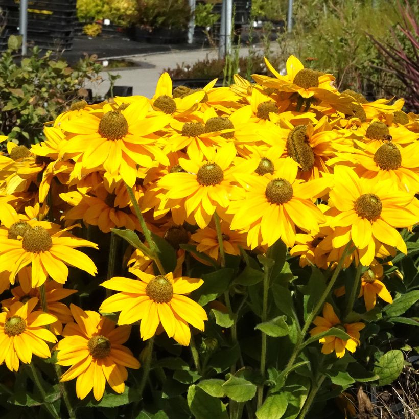 Rudbeckia hirta Sunbeckia Ophelia (Plant habit)