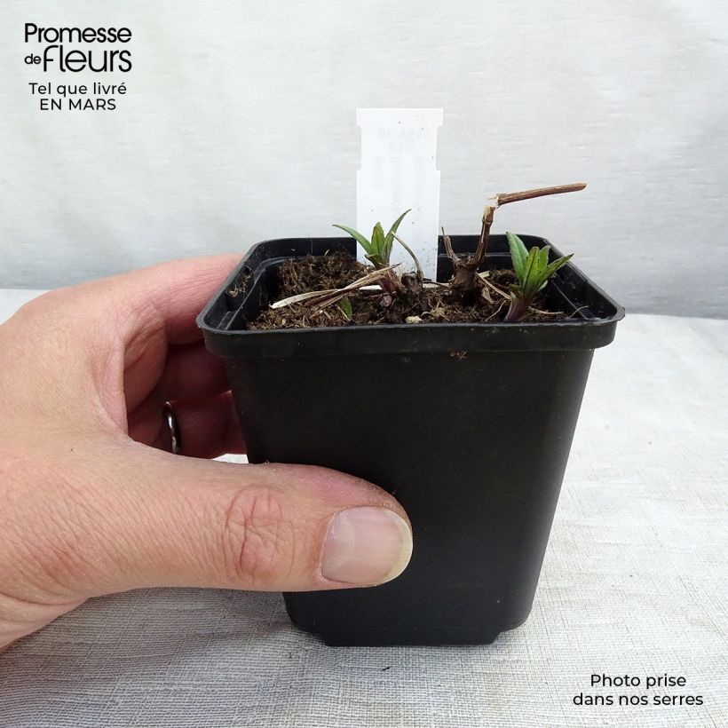 Rudbeckia laciniata 'Goldquelle' 8/9 cm pot sample as delivered in winter