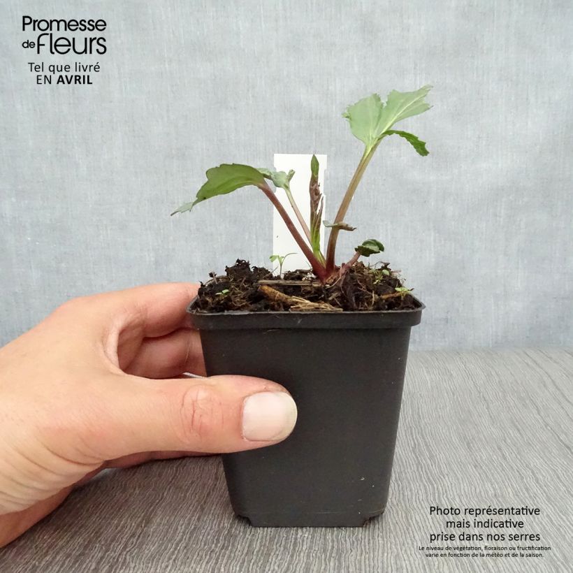 Rudbeckia nitida Herbstsonne 8/9 cm pot sample as delivered in spring