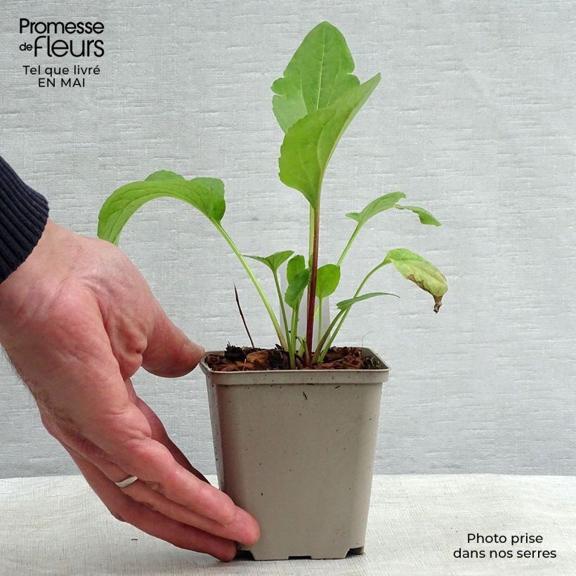 Rudbeckia occidentalis Green Wizard 8/9 cm pot sample as delivered in spring