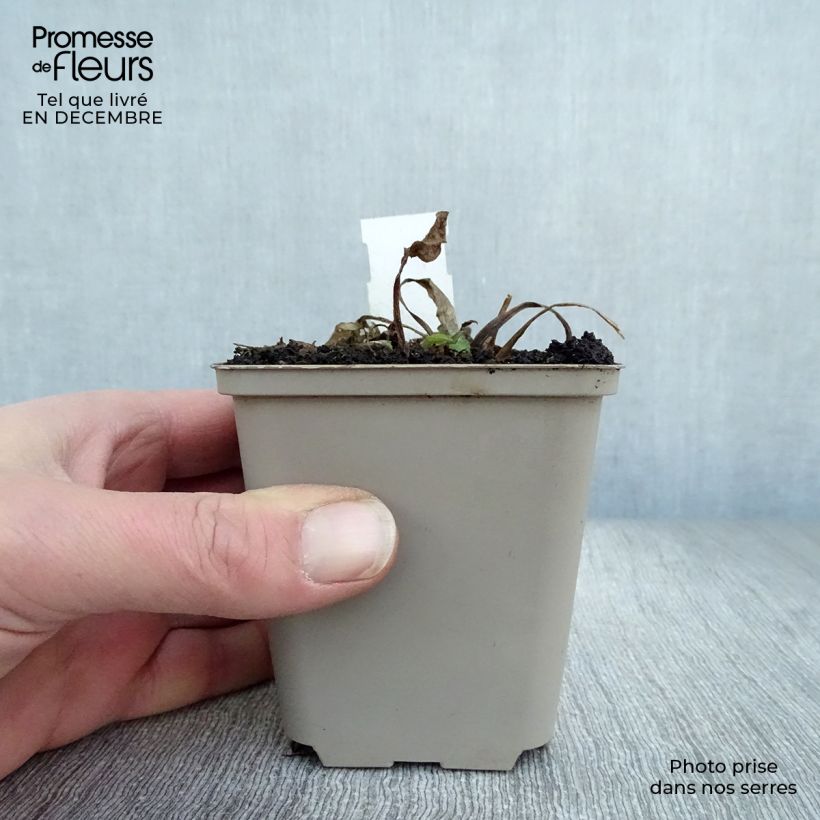 Rudbeckia occidentalis Green Wizard 8/9 cm pot sample as delivered in winter