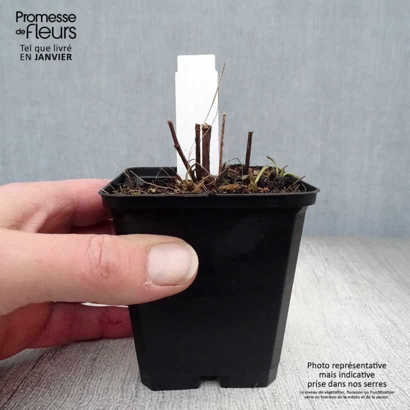 Rudbeckia subtomentosa Henry Eilers 8/9 cm pot sample as delivered in winter