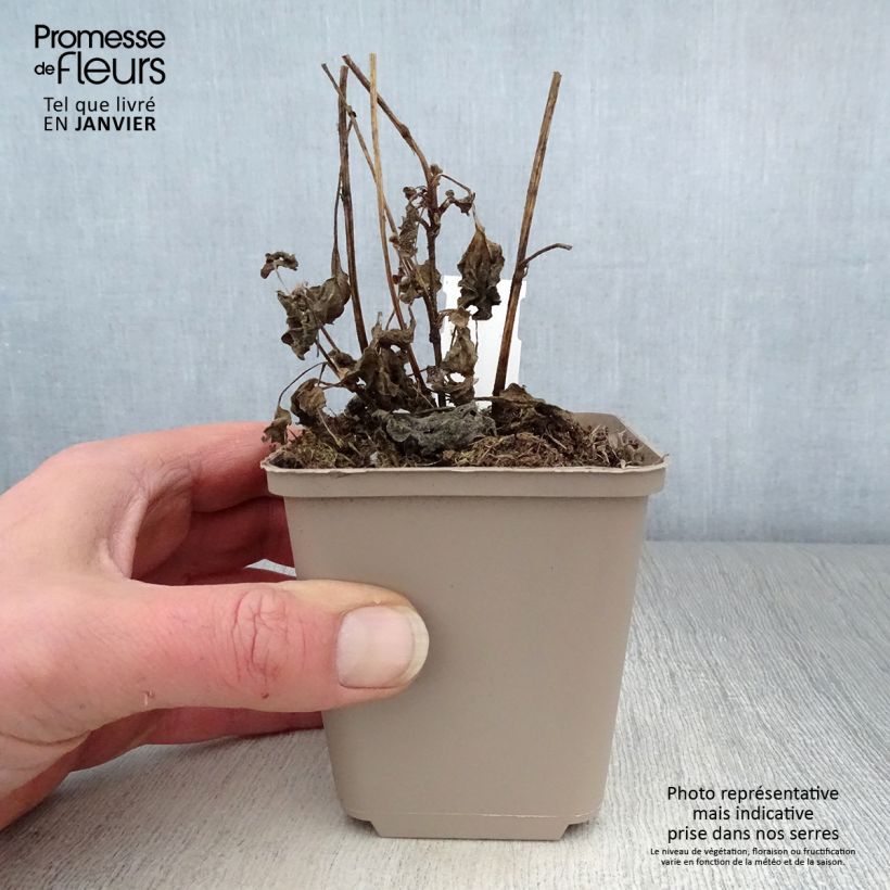 Rudbeckia subtomentosa Little Henry 8/9 cm pot sample as delivered in winter