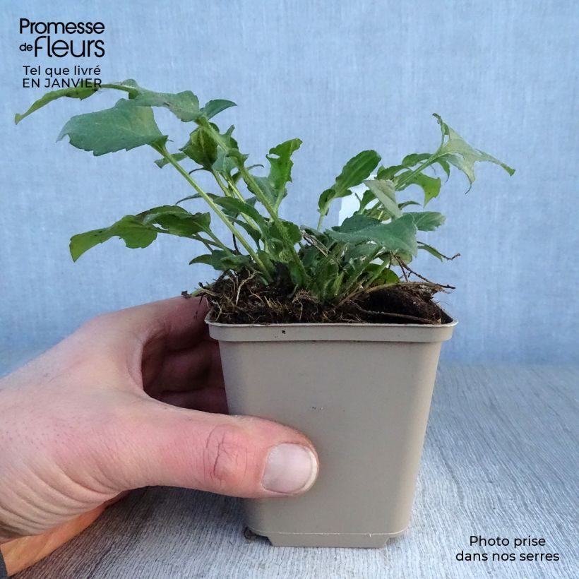 Rudbeckia triloba 8/9 cm pot sample as delivered in winter