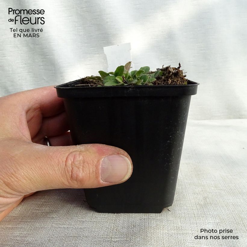 Rudbeckia triloba Prairie Glow 8/9 cm pot sample as delivered in winter