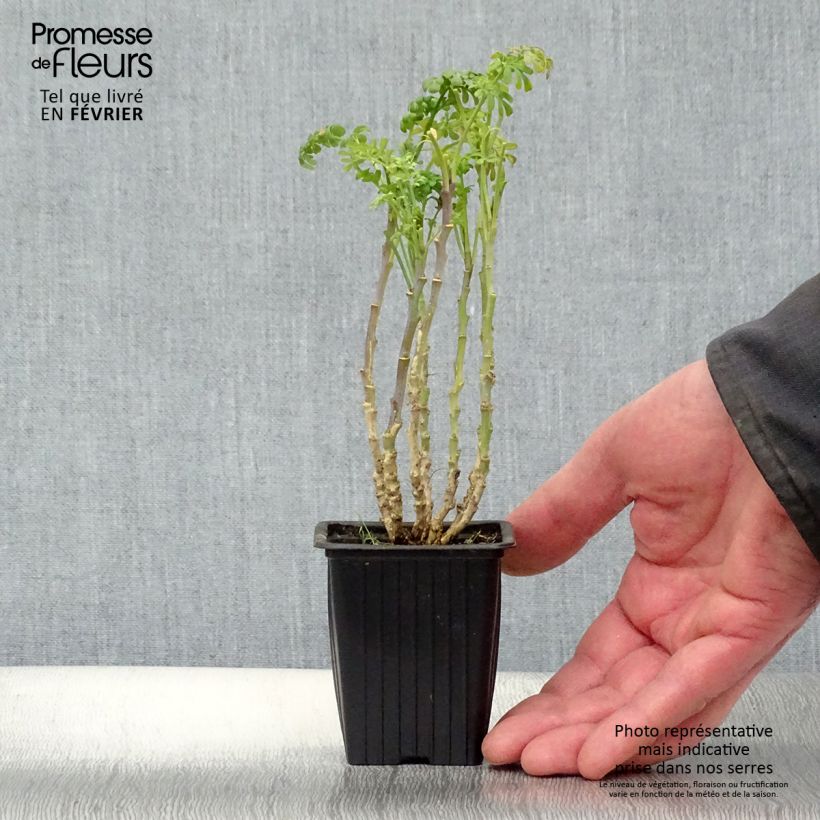 Ruta graveolens  7/8 cm pot sample as delivered in winter