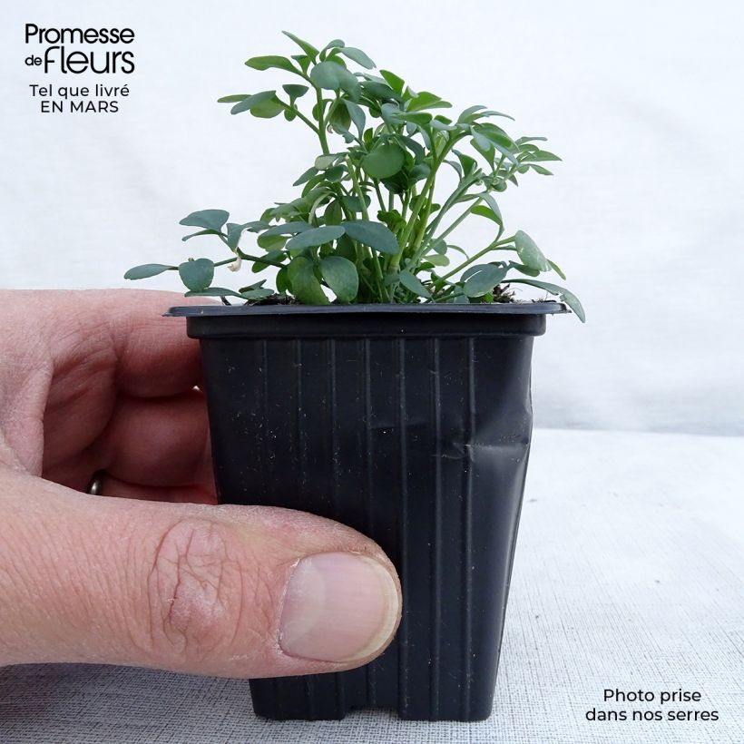 Ruta graveolens  7/8 cm pot sample as delivered in spring