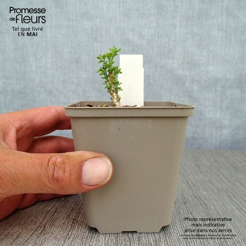 Ruta graveolens Jackmans Blue 8/9 cm pot sample as delivered in spring