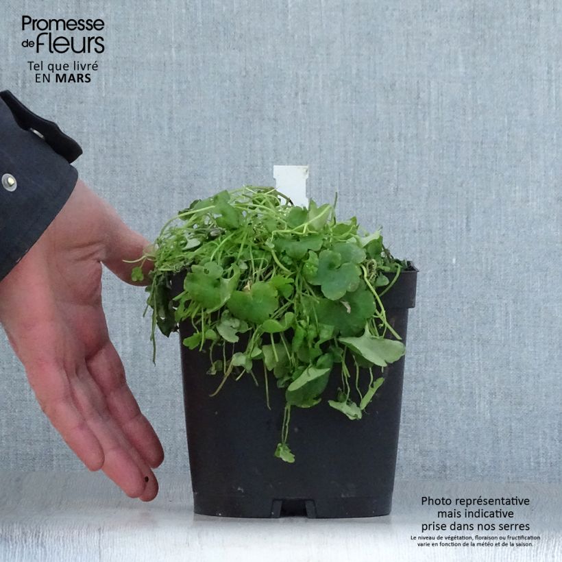 Cymbalaria muralis  2L/3L pot sample as delivered in spring