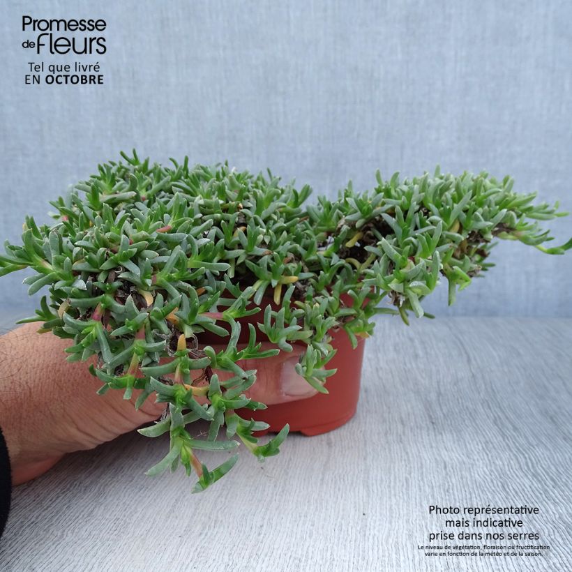 Ruschia prostrata  8/9 cm pot sample as delivered in autumn