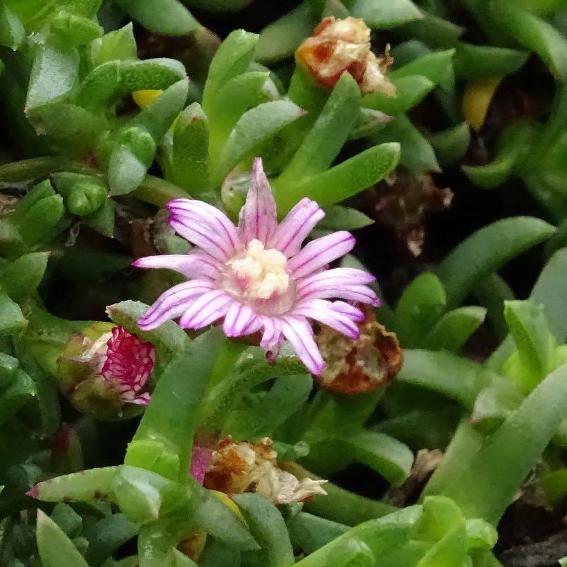 Ruschia prostrata  (Flowering)