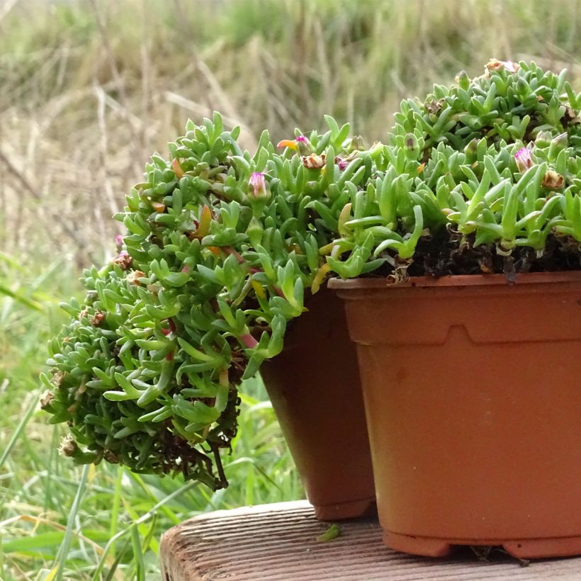 Ruschia prostrata  (Plant habit)