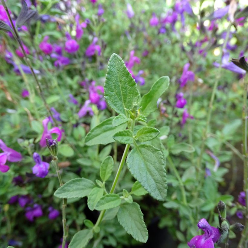 Salvia Arctic Blaze Purple (Foliage)
