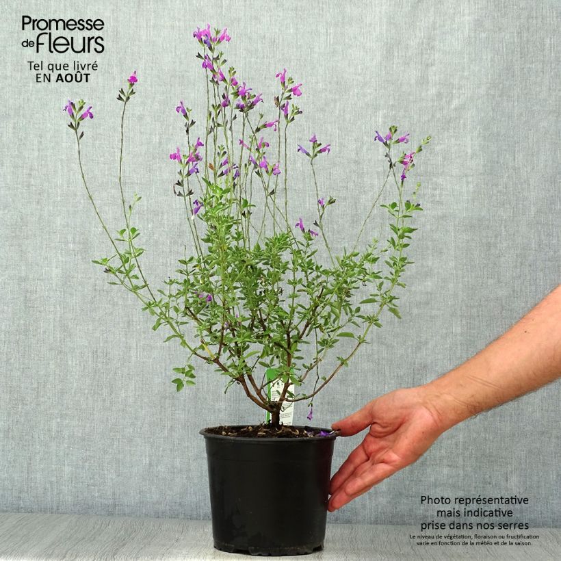 Salvia Arctic Blaze Purple 2L/3L pot sample as delivered in summer