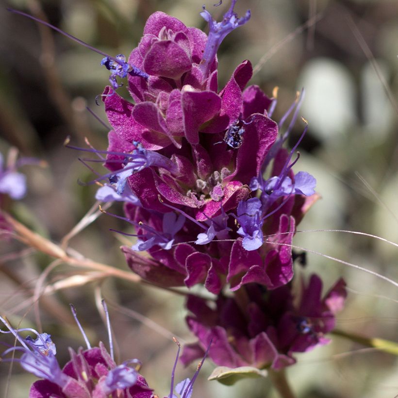 Salvia pachyphylla  (Flowering)