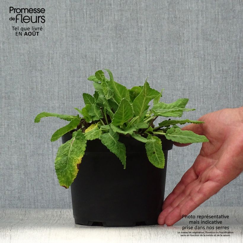 Salvia sylvestris Rhapsody in Blue 2L/3L pot sample as delivered in summer