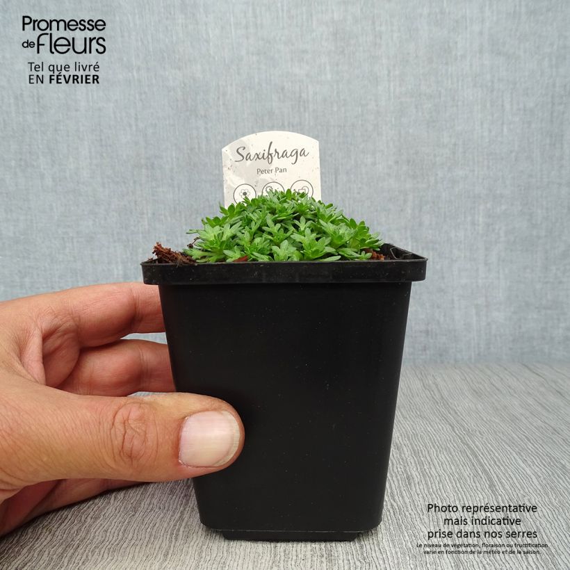Saxifraga arendsii Peter Pan 8/9 cm pot sample as delivered in autumn