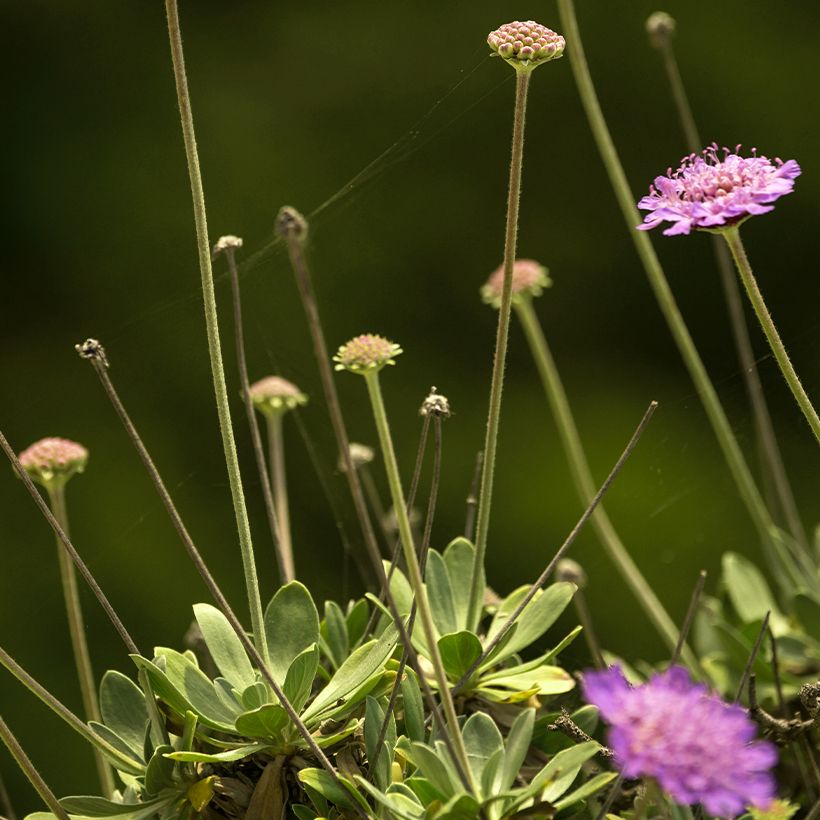 Lomelosia cretica - Scabiosa cretica (Foliage)