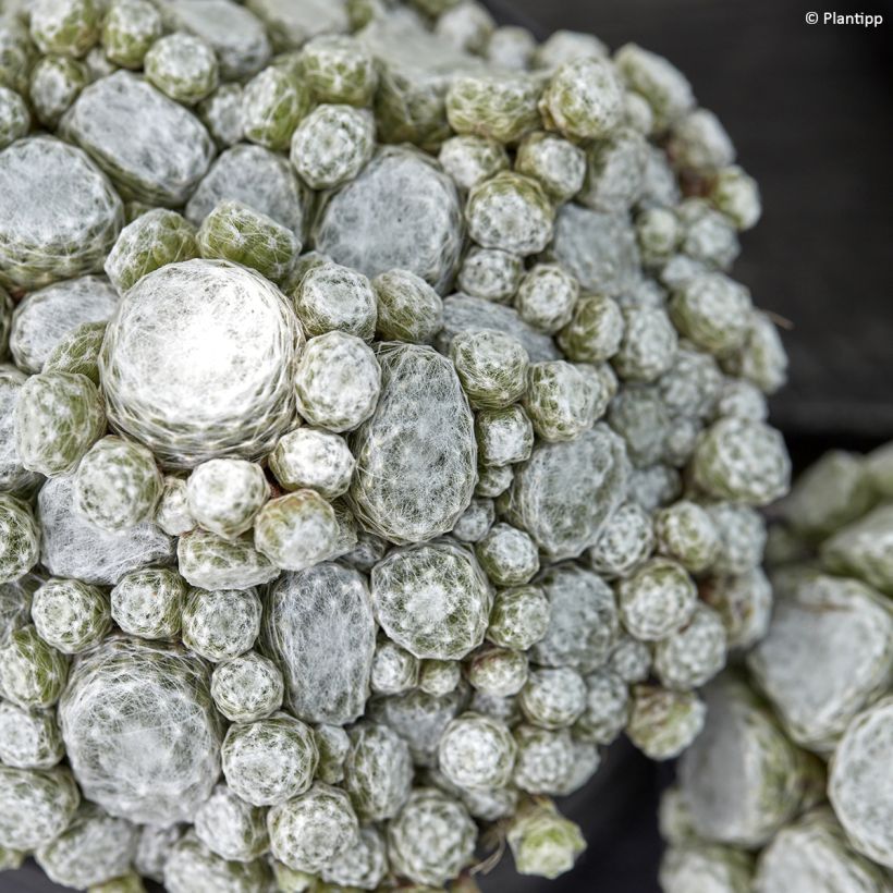 Sempervivum Arctic White (Foliage)