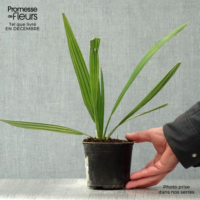 Sabal mauritiiformis - Trinidad Palm 12cm pot sample as delivered in winter