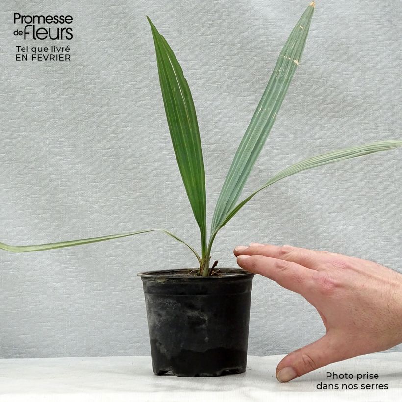 Sabal uresana - Sonoran Palmetto 12cm pot sample as delivered in winter