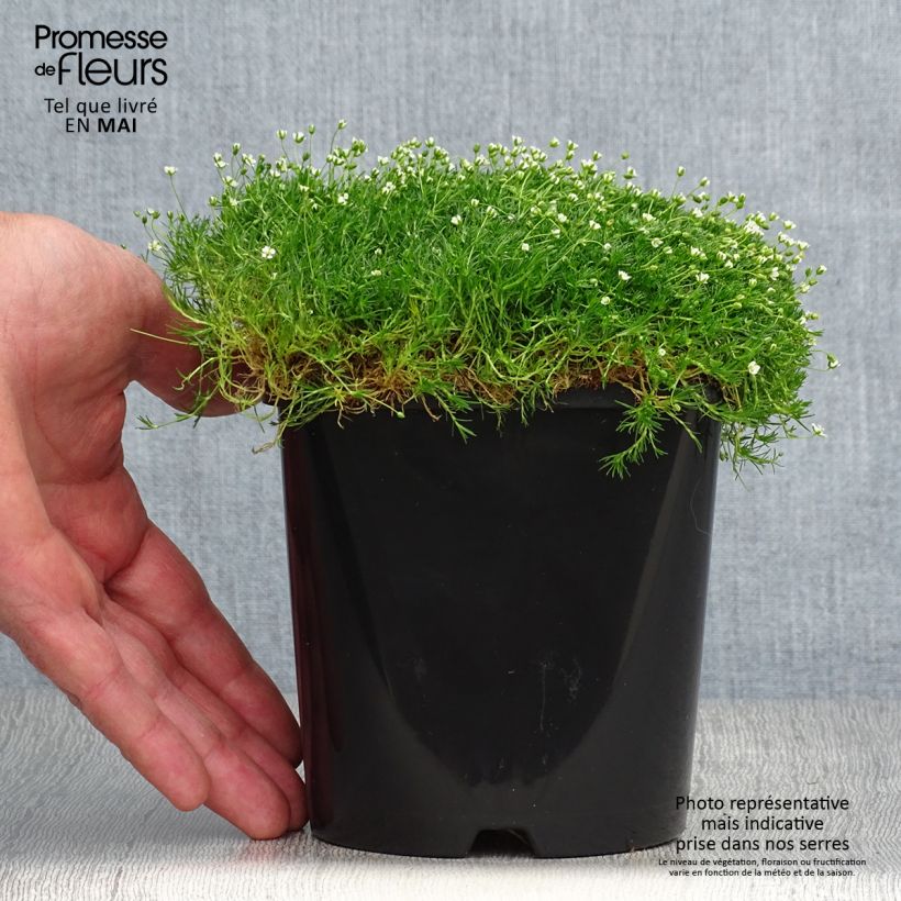 Sagina subulata Green Moss 1.5L/2L pot sample as delivered in spring