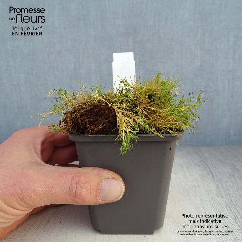 Sagina subulata 'Aurea' 8/9 cm pot sample as delivered in winter