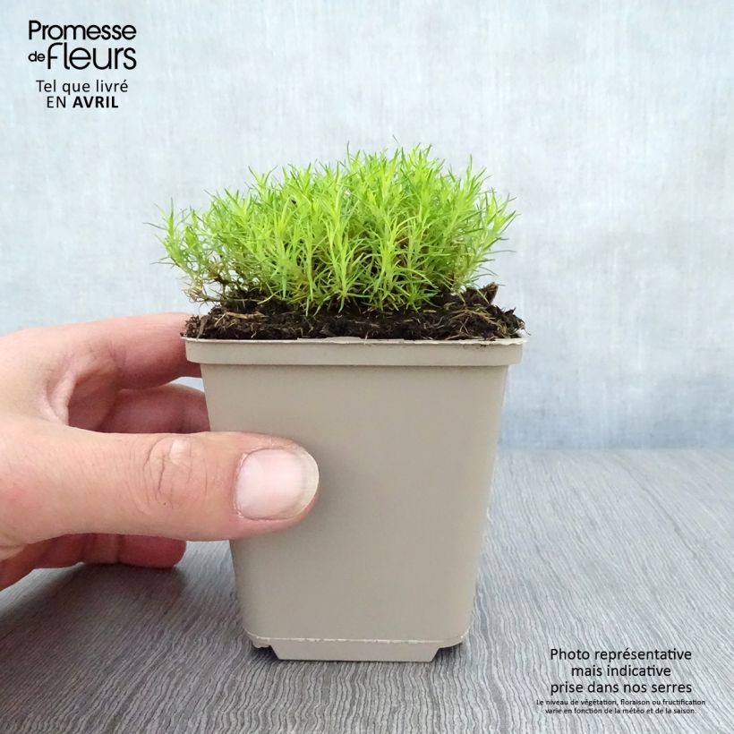 Sagina subulata 'Aurea' 8/9 cm pot sample as delivered in spring