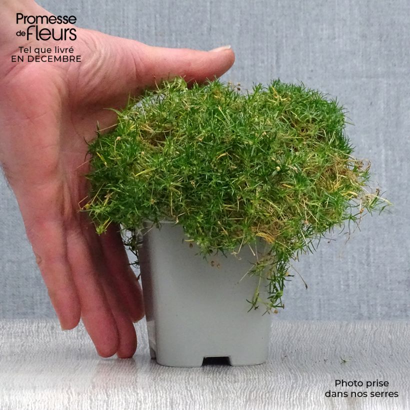 Sagina subulata 8/9 cm pot sample as delivered in winter