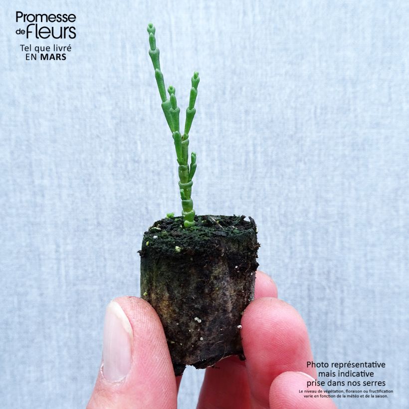 Salicornia europaea - European Glasswort, Sea Pickle Plug plant 1.5/2.5 cm sample as delivered in spring