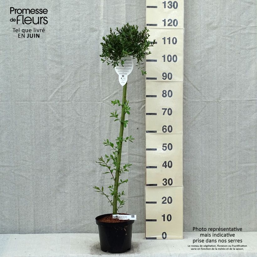 Salix arctica Yalta - Willow 4L/5L pot, Standard sample as delivered in spring