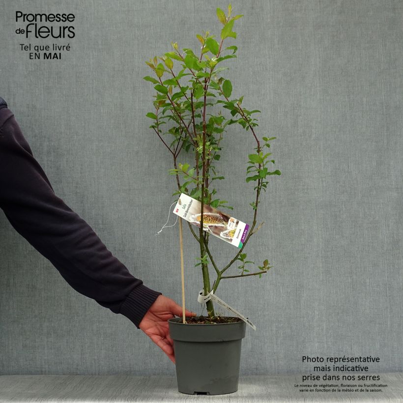 Salix caprea Gold-Bienenkätzchen - Great Sallow 3L/4L pot sample as delivered in spring