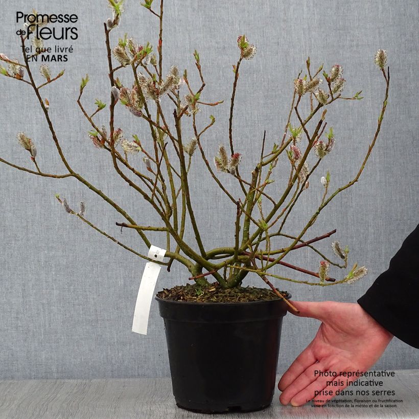 Salix gracilistyla Mount Aso - Black Willow 4L/5L pot sample as delivered in winter