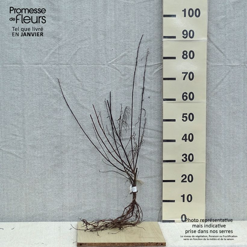 Salix elaeagnos subsp. angustifolia Bare root sample as delivered in winter