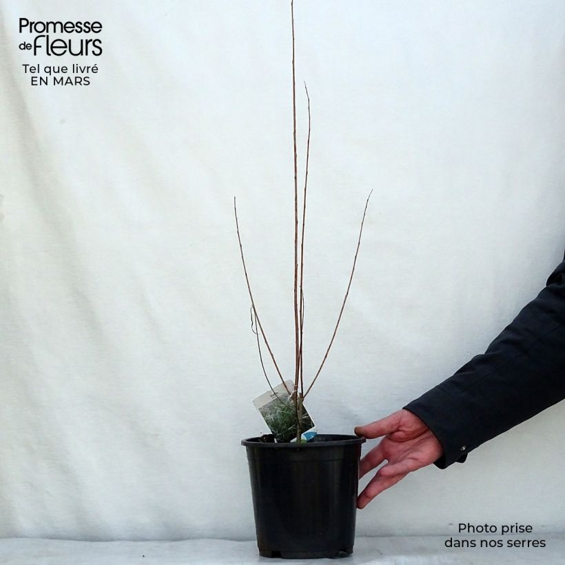 Salix exigua - Coyote Willow 3L/4L pot sample as delivered in winter