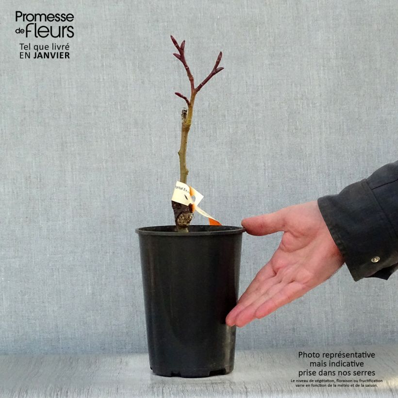 Salix fargesii - Farges Willow 4L/5L pot sample as delivered in winter