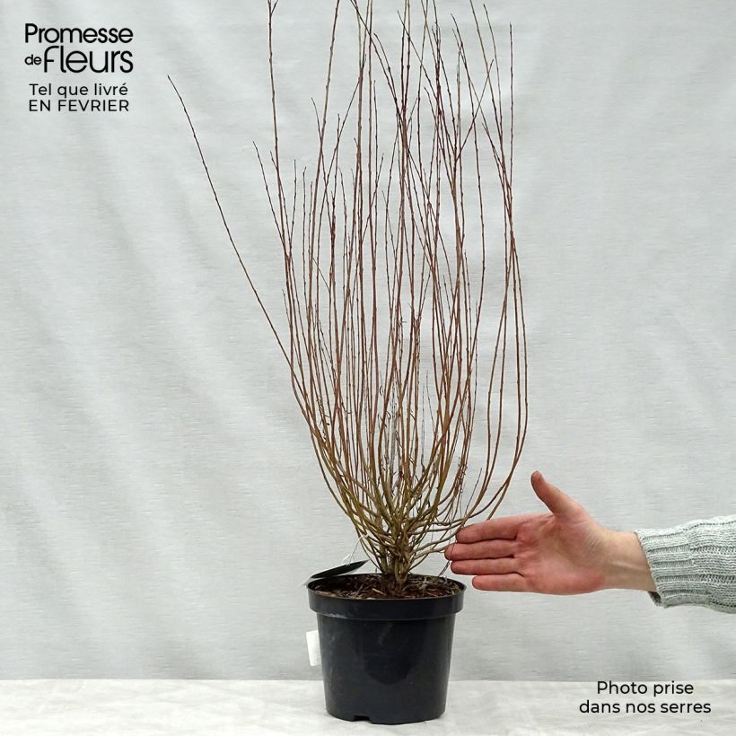 Salix purpurea Nana - Purple Willow 2L/3L pot sample as delivered in winter
