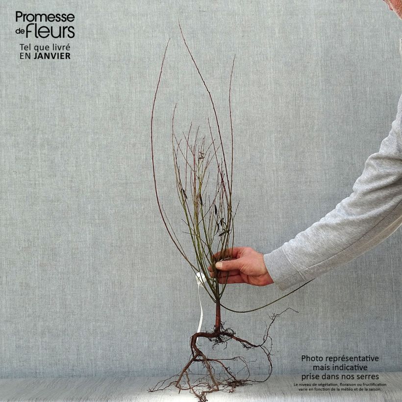 Salix purpurea Nana - Purple Willow Bare root sample as delivered in winter