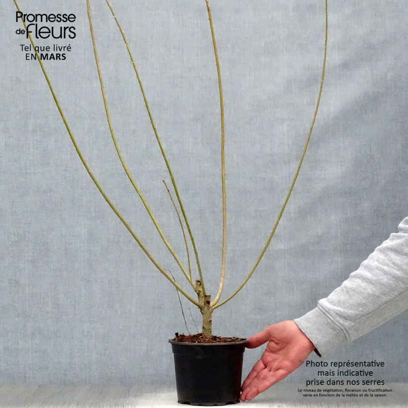 Salix viminalis - Basket Willow 1.5L/2L pot sample as delivered in spring