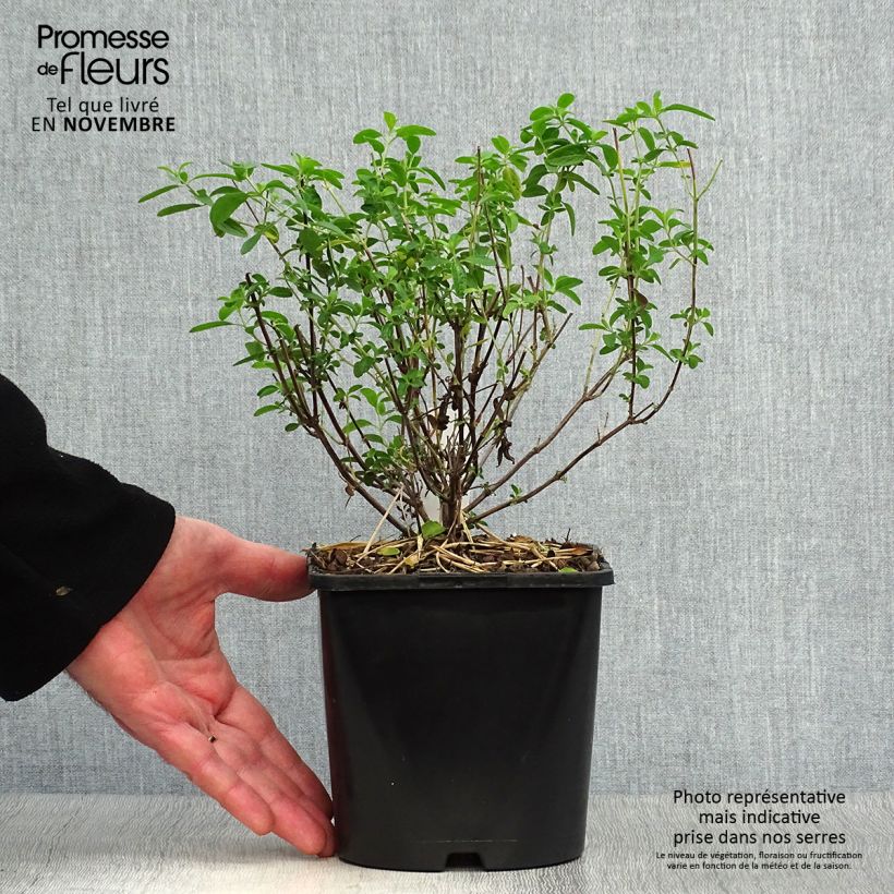 Salvia Delice Feline 2L/3L pot sample as delivered in autumn