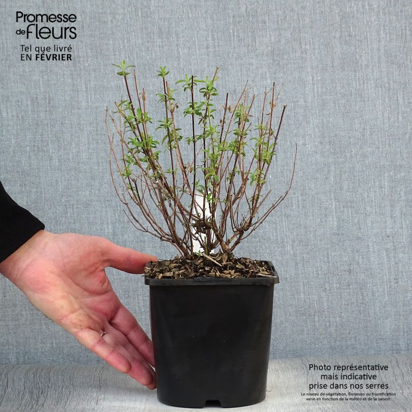 Salvia Delice Feline 2L/3L pot sample as delivered in winter