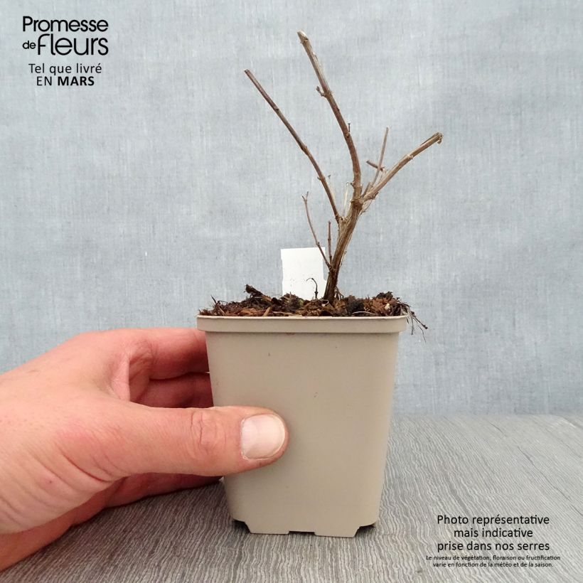 Salvia microphylla Delice Gold and Wine 8/9 cm pot sample as delivered in spring