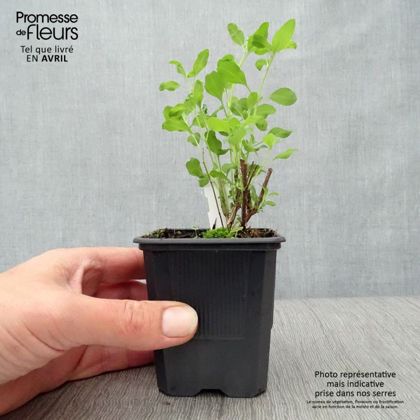 Salvia Dysons Joy 8/9 cm pot sample as delivered in spring