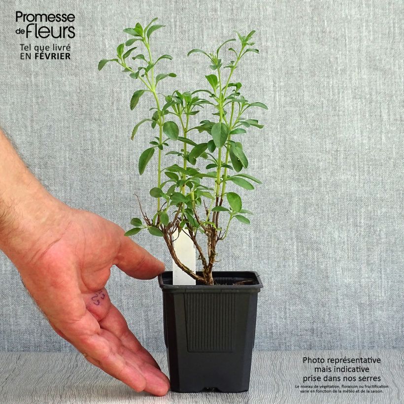 Salvia microphylla Papajan 8/9 cm pot sample as delivered in autumn