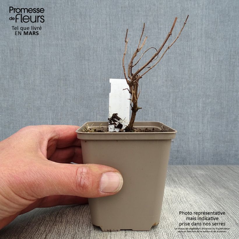 Salvia microphylla Papajan 8/9 cm pot sample as delivered in spring